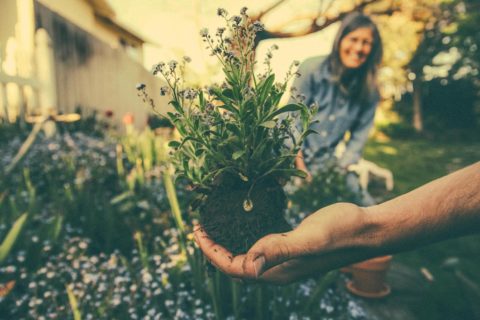 Cooperativa Les Saisons - Semina Fiori e Piante